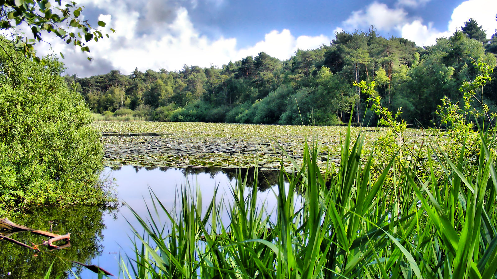 Das Finkenmoor  (juni 2009 fotografiert)von S.Letz /cux-fotocommunity.de