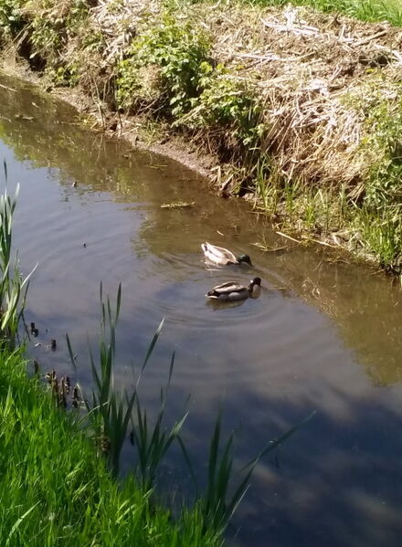 Datei:Döser Wettern IMG 2025-05-07-12-10-13-140.jpg