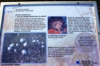 Entdeckungspfad Duhner Heide 7703.jpg