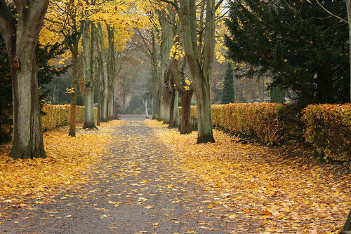 Friedhof brockeswalde 2330.jpg