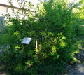 Friedhof Groden IMG 2026-05-08-17-49-48-776.jpg